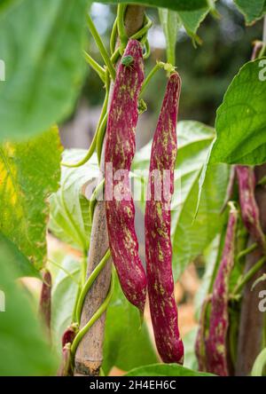 Borlotti Bohnen wachsen in einem Gemüsegarten bereit für die Ernte. Stockfoto