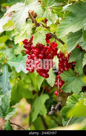 Reife rote Johannisbeeren hängen in einem Bund bereit zum Pflücken. Stockfoto