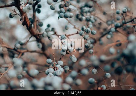 Wilder Schlehdorn. Blaue Schlehdornbeeren auf dem Ast im Spätherbst Stockfoto