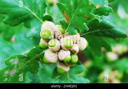 Makro von grünen Eicheln auf einer grünen Eiche Stockfoto