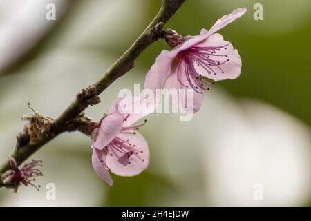 Retoños flores de Durazno Stockfoto