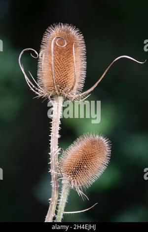 Getrocknete Teelköpfe vor einem weichen Hintergrund Stockfoto