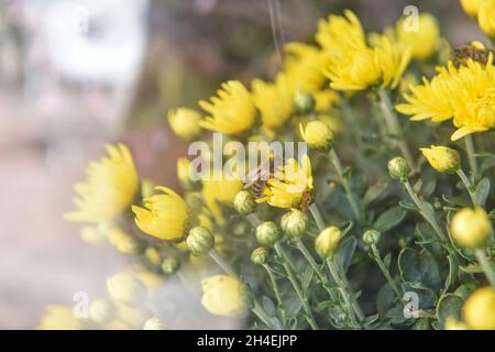 Biene im Vordergrund auf einer gelben Blume. Konzept Tiere und Natur. Stockfoto