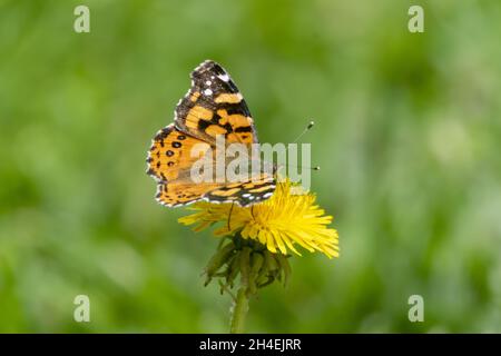 Mariposa sobre un diente de leon Stockfoto