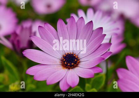 flor margarita africana rosada Stockfoto
