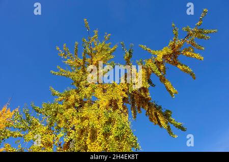 Ginkgo biloba, allgemein bekannt als Ginkgo oder Ginko, auch als die maidenhair Tree bekannt Stockfoto