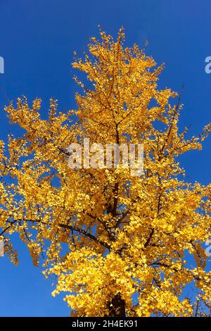 Ginkgo biloba, allgemein bekannt als Ginkgo oder Ginko, auch als die maidenhair Tree bekannt Stockfoto