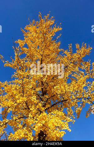 Ginkgo biloba, allgemein bekannt als Ginkgo oder Ginko, auch als die maidenhair Tree bekannt Stockfoto