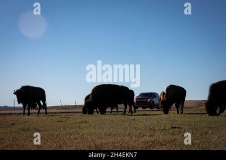 Medora, North Dakota, USA. Oktober 2021. 27. Oktober 2021. MEDORA, N.D., USA. Bisons grasen am Eingang zum Painted Canyon die malerische Aussicht auf die südliche Einheit des Theodore Roosevelt National Park ermöglicht den Blick auf die farbigen Felsformationen und erodierten Canyons der Badlands von North Dakota in der Nähe der Stadt Medora, N.D. Der Park ist dem ehemaligen Präsidenten der Vereinigten Staaten gewidmet, der Zeit auf Büffeljagd in der Gegend verbracht hat, in der noch immer eine beträchtliche Herde Bison beheimatet ist, die in der Gegend beheimatet sind. (Bild: © Ralph Lauer/ZUMA Press Wire) Stockfoto