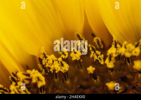 Girasol amarillo con polen Stockfoto