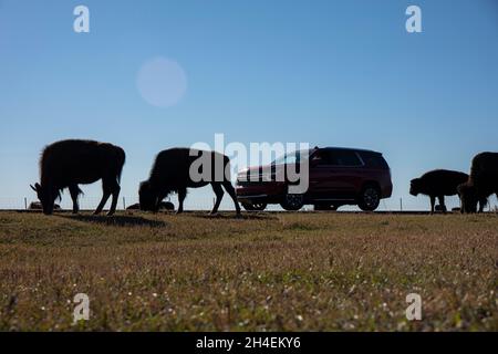 Medora, North Dakota, USA. Oktober 2021. 27. Oktober 2021. MEDORA, N.D., USA. Bisons grasen am Eingang zum Painted Canyon die malerische Aussicht auf die südliche Einheit des Theodore Roosevelt National Park ermöglicht den Blick auf die farbigen Felsformationen und erodierten Canyons der Badlands von North Dakota in der Nähe der Stadt Medora, N.D. Der Park ist dem ehemaligen Präsidenten der Vereinigten Staaten gewidmet, der Zeit auf Büffeljagd in der Gegend verbracht hat, in der noch immer eine beträchtliche Herde Bison beheimatet ist, die in der Gegend beheimatet sind. (Bild: © Ralph Lauer/ZUMA Press Wire) Stockfoto