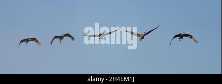 Sandhill-Kraniche fliegen über Crex Meadows in Wisconsin. Stockfoto