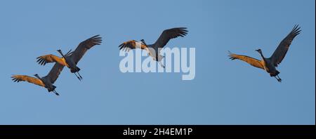 Sandhill-Kraniche fliegen über Crex Meadows in Wisconsin. Stockfoto