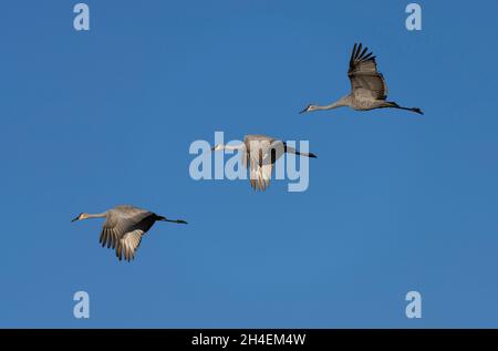 Sandhill-Kraniche fliegen über Crex Meadows in Wisconsin. Stockfoto