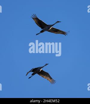 Sandhill-Kraniche fliegen über Crex Meadows in Wisconsin. Stockfoto