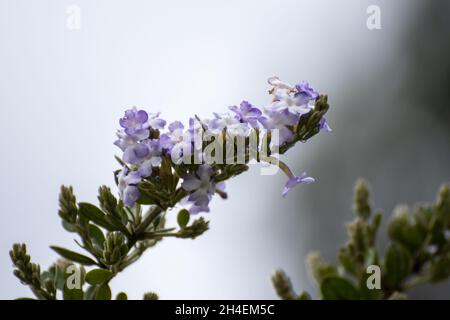 flor margarita africana rosada Stockfoto