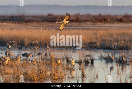 Ein Sandhügelkran, der in einem Sumpfgebiet bei Crex Meadows in Wisconsin über eine Schar anderer Kraniche fliegt. Stockfoto