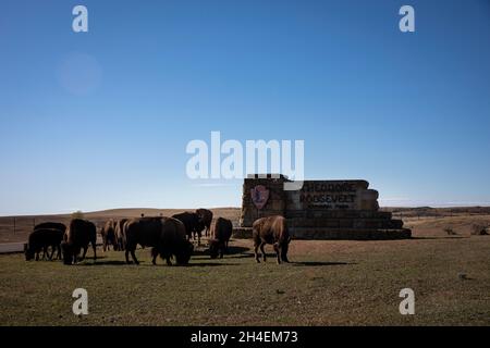 27. Oktober 2021, Medora, North Dakota, VEREINIGTE STAATEN: 27. Oktober 2021. MEDORA, N.D., USA. Bisons grasen am Eingang zum Painted Canyon die malerische Aussicht auf die südliche Einheit des Theodore Roosevelt National Park ermöglicht den Blick auf die farbigen Felsformationen und erodierten Canyons der Badlands von North Dakota in der Nähe der Stadt Medora, N.D. Der Park ist dem ehemaligen Präsidenten der Vereinigten Staaten gewidmet, der Zeit auf Büffeljagd in der Gegend verbracht hat, in der noch immer eine beträchtliche Herde Bison beheimatet ist, die in der Gegend beheimatet sind. (Bild: © Ralph Lauer/ZUMA Press Wire) Stockfoto