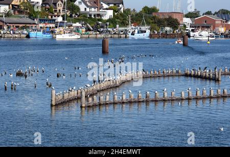 Heringszaun in der Stadt Kappeln ist ein einmaliges Dokument des Fischfangs in der Schlei. Es ist der letzte noch funktionstüchtige Heringszaun Stockfoto