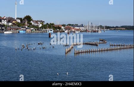 Heringszaun in der Stadt Kappeln ist ein einmaliges Dokument des Fischfangs in der Schlei. Es ist der letzte noch funktionstüchtige Heringszaun Stockfoto