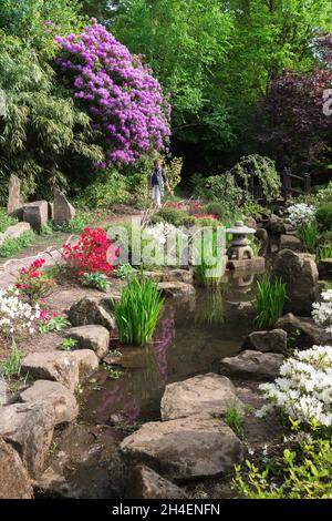 Harrogate Valley Gardens, Blick im Sommer auf den farbenfrohen Japanischen Garten in den The Valley Gardens in Harrogate, North Yorkshire, England, Großbritannien Stockfoto