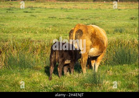 Junges Kalb, das Milch vom Euter seiner Mutter in einem Norfolk-Feld säuert Stockfoto