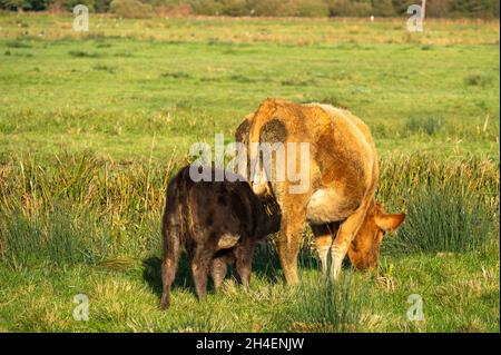 Junges Kalb, das Milch vom Euter seiner Mutter in einem Norfolk-Feld säuert Stockfoto