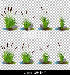 Vector großen Satz von Vielfalt cattail Stiel Büsche in Sumpfwasser mit Steinen auf der Seite. Reed Cartoon Requisiten Natur Landschaft Dekoration isoliert auf Stock Vektor