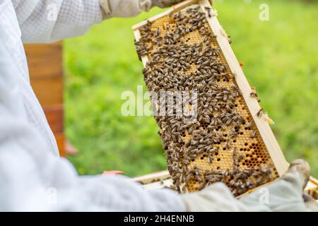 Bienenrahmen voll oder reich an frischem Honig und Wachs, eine süße, klebrige gelblich-braune Flüssigkeit, die von Bienen und anderen Insekten aus Nektar, der aus Blumen gewonnen wird, hergestellt wird Stockfoto
