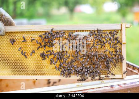 Bienenrahmen voll oder reich an frischem Honig und Wachs, eine süße, klebrige gelblich-braune Flüssigkeit, die von Bienen und anderen Insekten aus Nektar, der aus Blumen gewonnen wird, hergestellt wird Stockfoto