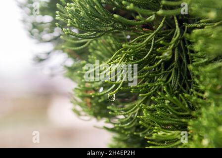 Kleine Wassertropfen auf den Ästen einer Kiefer außerhalb des Schlosses Hiroshima, Japan Stockfoto