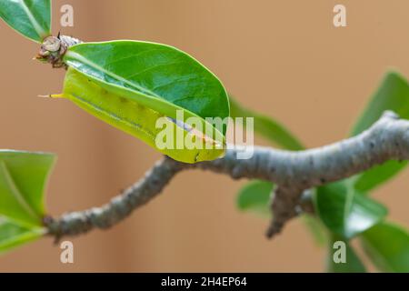 Leuchtend grüne Raupe der Oleander Hawk Moth, die auf einem Adenium-Blatt steht Stockfoto