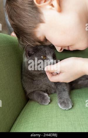 Nahaufnahme Porträt der grauen Katze küssen mit und Junge auf einem grünen Hintergrund. Die Gastgeberin streichelt sanft die Katze Stockfoto