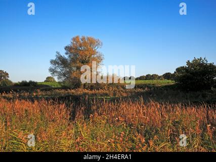 Eine herbstliche Landschaft über Schilfbetten mit Hecken und Land, das vom Fußweg am Fluss Ant in Ludham, Norfolk, England, Großbritannien, zur landwirtschaftlichen Nutzung aufsteigt. Stockfoto