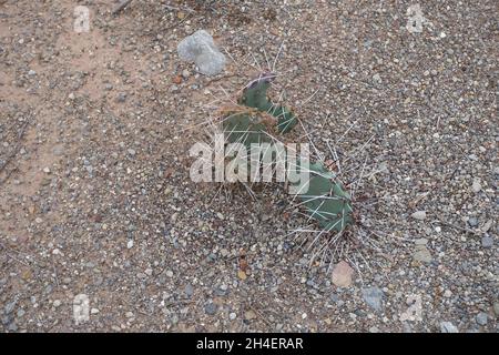 Wüstenboden im Tularosa-Becken von New Mexico Stockfoto