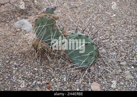 Wüstenboden im Tularosa-Becken von New Mexico Stockfoto