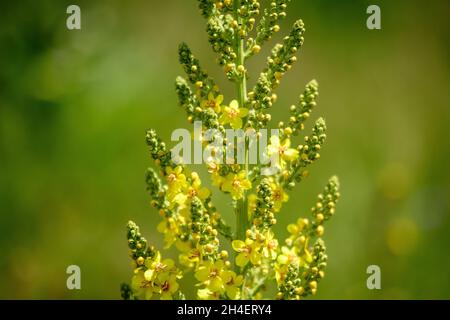 Leuchtend gelbe Blüten der Verbascum densiflorum Pflanze, allgemein bekannt als dicht blühende Königskerze, in einem sonnigen Sommergarten, schöner Blumenrücken im Freien Stockfoto