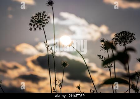 Schattenkuh-Pastinak-Pflanzen mit dem Sonnenuntergangshimmel im Hintergrund Stockfoto