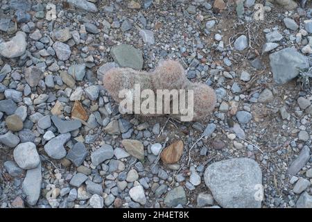 Wüstenboden im Tularosa-Becken von New Mexico Stockfoto