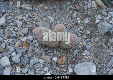 Wüstenboden im Tularosa-Becken von New Mexico Stockfoto