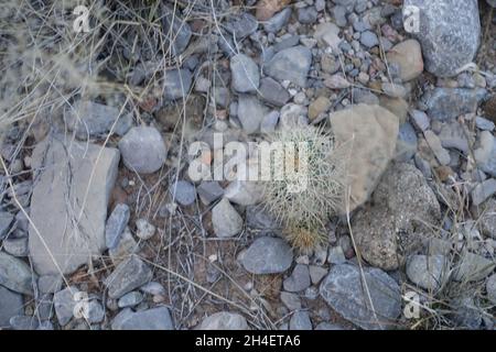 Wüstenboden im Tularosa-Becken von New Mexico Stockfoto