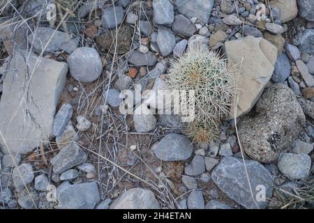 Wüstenboden im Tularosa-Becken von New Mexico Stockfoto