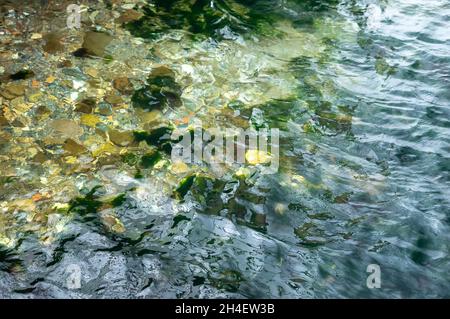 Kleine Steine im kleinen welligen Wellenmeer Stockfoto