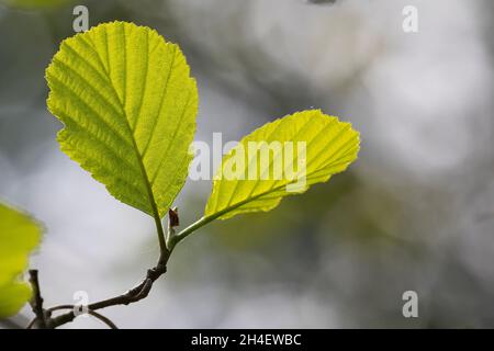Schwarz-Erle, Schwarzerle, Erle, Alnus glutinosa, Gemeine Erle, Erle, Aulne glutineux. Blatt, Blätter, Blatt, Blätter Stockfoto