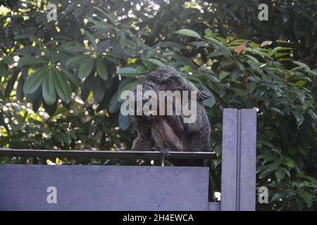 Wilder Affe sitzt auf einer zusammengesetzten Wand und spielt Stockfoto