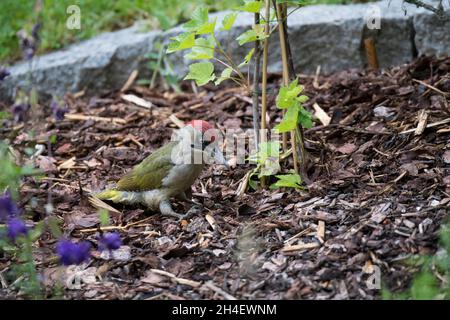 Grünspecht, Europäischer Grünspecht, Picus viridis Stockfoto