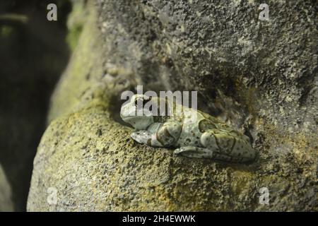 Getarnter saftgrüner und weiß gehäuter Frosch auf einem Baumstamm Stockfoto