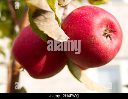 Frische rote Äpfel (Sorte: Elstar), die in der Herbstsonne auf dem Baum wachsen und zum Pflücken bereit sind Stockfoto