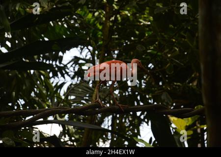 Isolierter scharlachrote Ibis auf einem Baum-Ast, der zum Start bereit ist Stockfoto