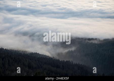 Nebel über Bäumen Stockfoto